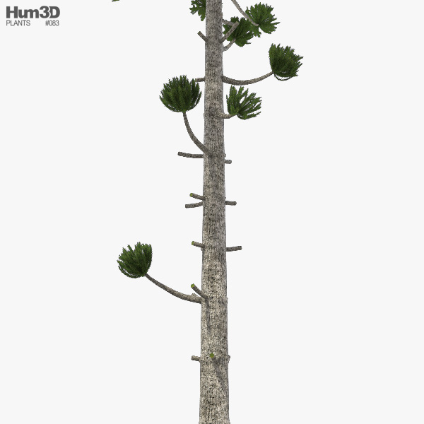 Araucaria 3D model Plants on Hum3D