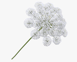 야생 당근 꽃 3D 모델 