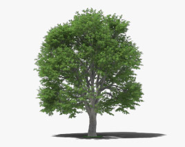 European Beech 3D model