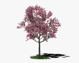 Pink poui 3D model