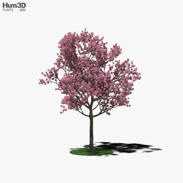 Pink poui 3D model