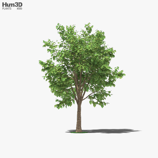 Teak Tree 3D model