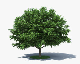 American Hornbeam 3D model
