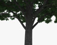 七叶树 3D模型