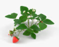 Strawberry Plant 3d model