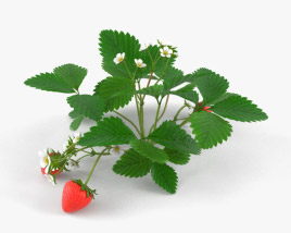 Strawberry Plant 3D model