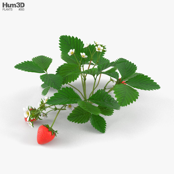 Strawberry Plant 3D model