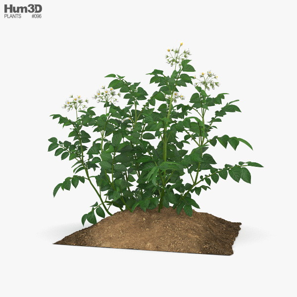 Potato Plant 3D model