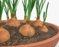Onion Plant 3d model