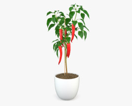 Chili-Pfeffer-Pflanze 3D-Modell