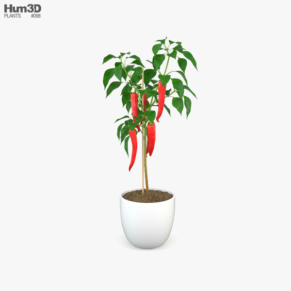 Chilli Pepper Plant 3D model