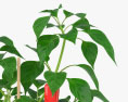 Chili-Pfeffer-Pflanze 3D-Modell