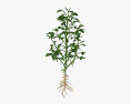 Sojabohnenpflanze 3D-Modell
