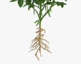 콩 식물 3D 모델 