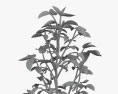 大豆植物 3Dモデル