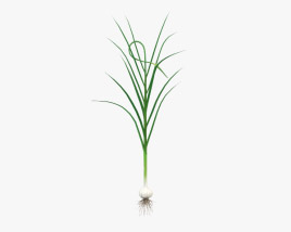 garlic plant 3d model