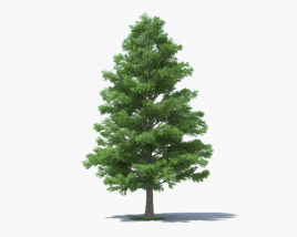 Bald Cypress 3D model