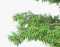 Bald Cypress 3d model