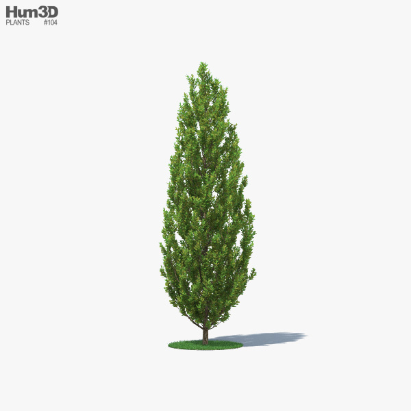 Fastigiata Oak 3D model