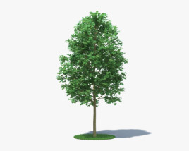 London Plane Tree 3D model