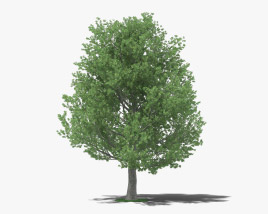 Shingle Oak 3D model