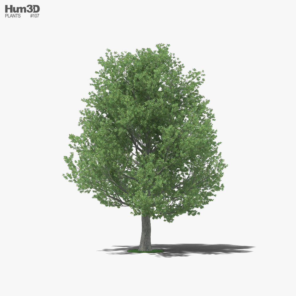 Shingle Oak 3D model