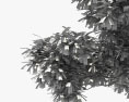 Sophora do Japão Modelo 3d