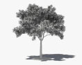 Sophora do Japão Modelo 3d