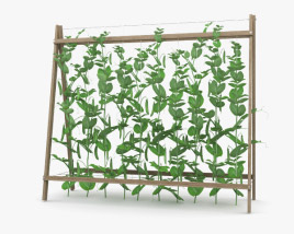 Pea Plant 3D model