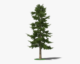Cedar Tree 3D model