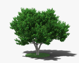 Fig Tree 3D model