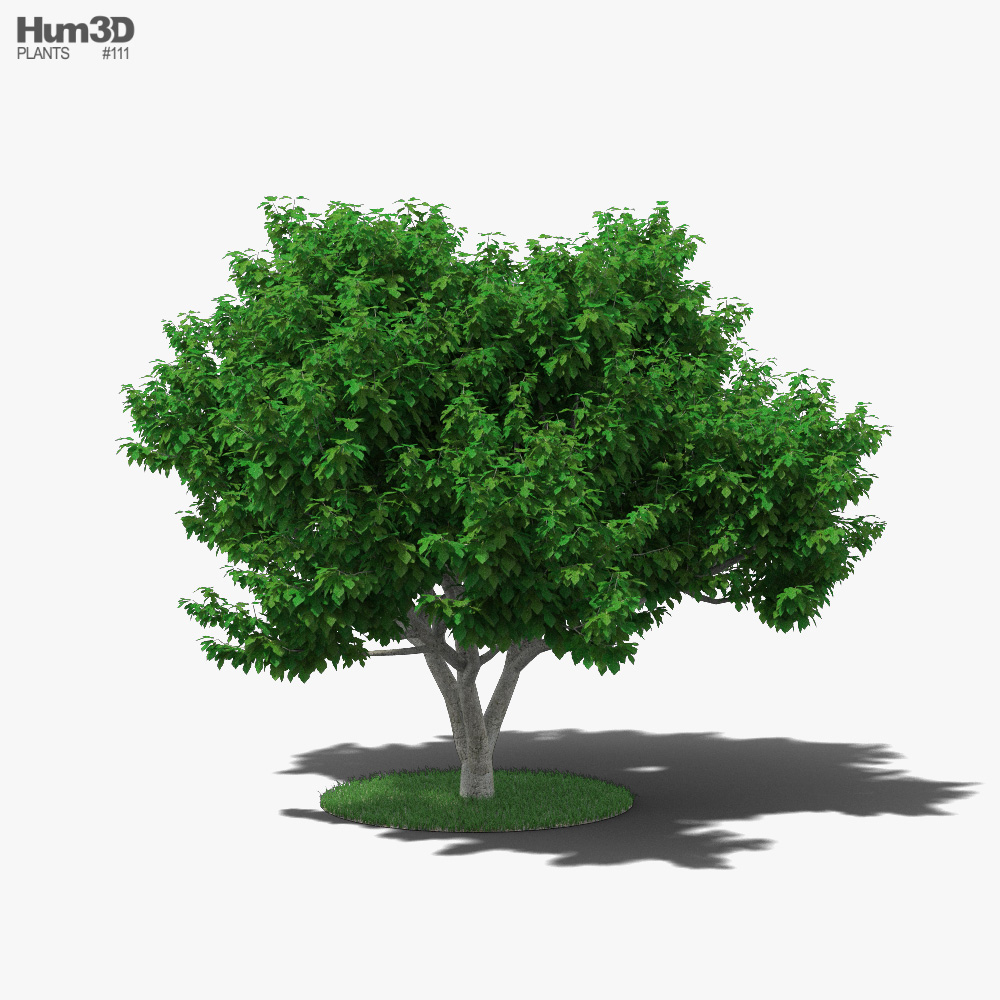 Fig Tree 3D model