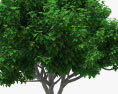 Fig Tree 3d model