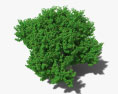 Fig Tree 3d model