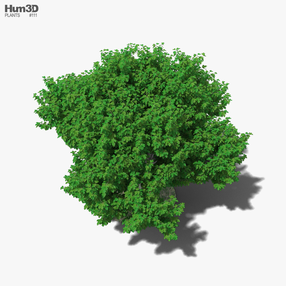 Fig Tree 3D model - Plants on Hum3D