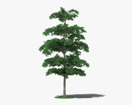 Black olive tree 3D model