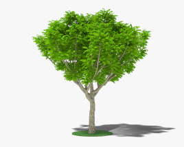 Червоне дерево 3D модель