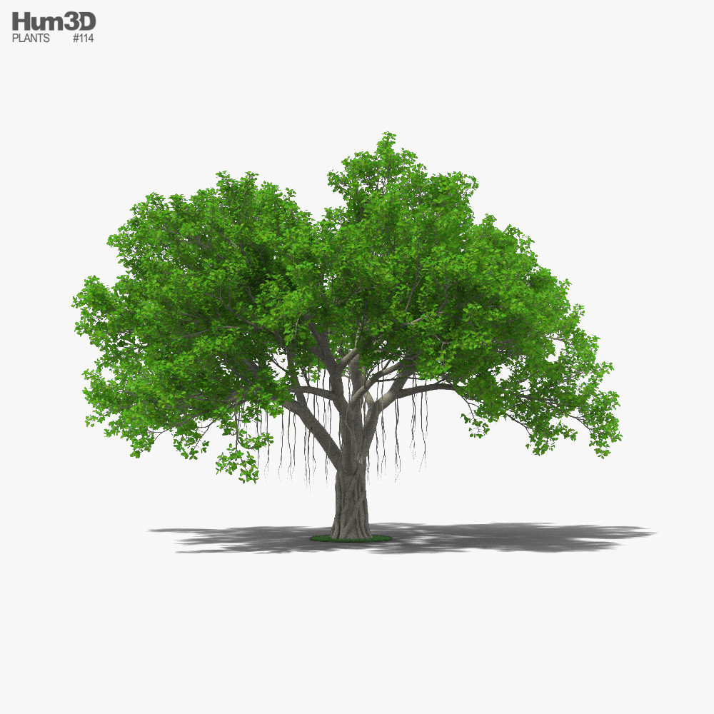 Árvore de Banyan Modelo 3d