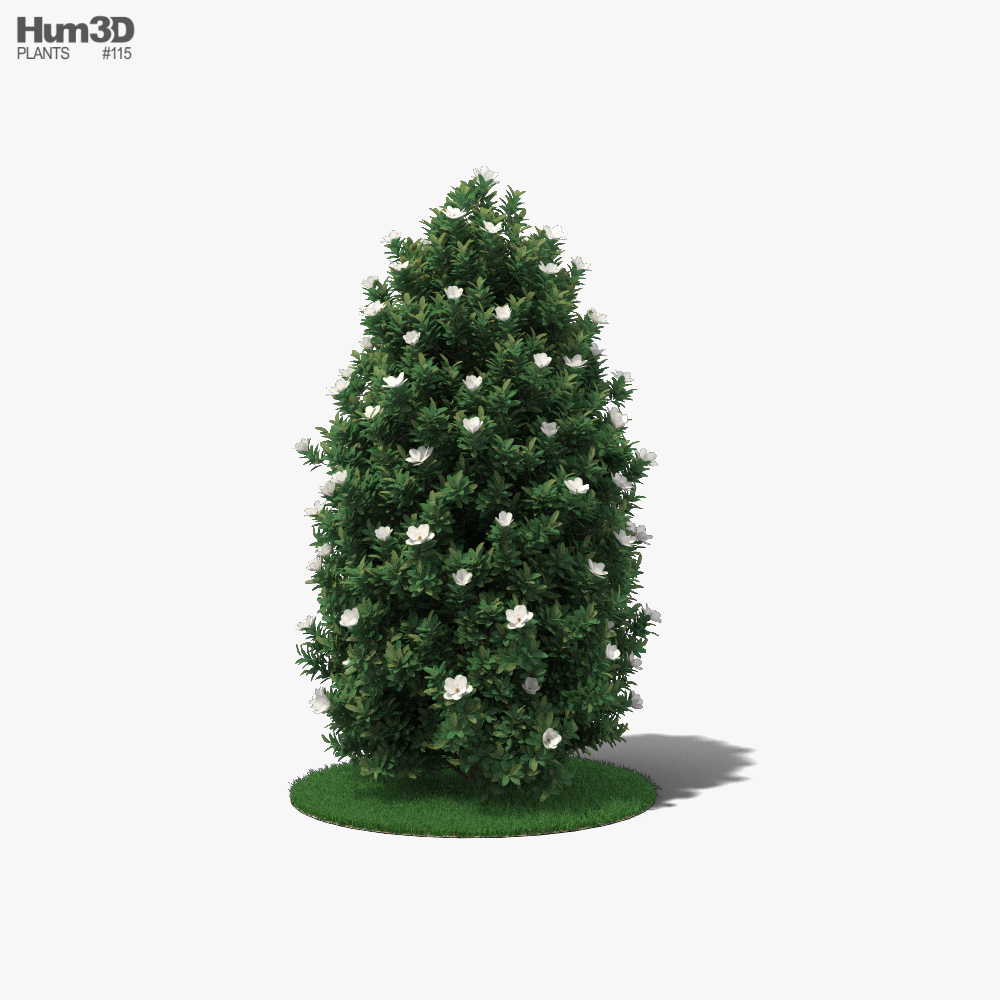 Magnolia Tree 3D model