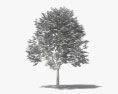 Кавове дерево 3D модель