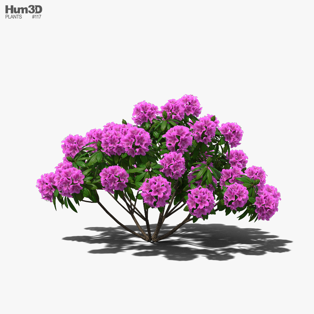 Rhododendron 3D model