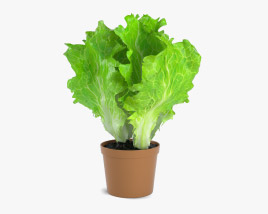 Lettuce Plant 3D model
