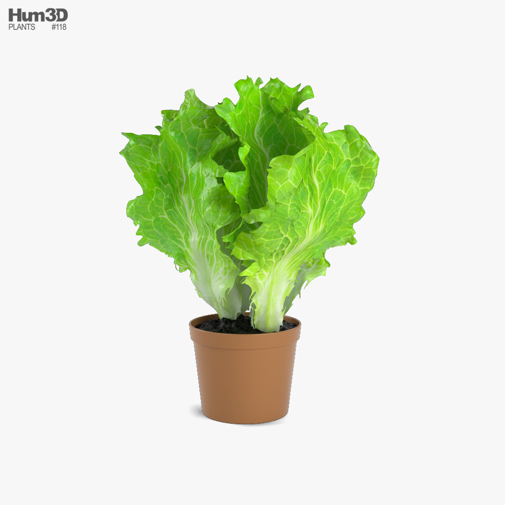 Lettuce Plant 3D model
