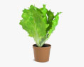 Lettuce Plant 3d model