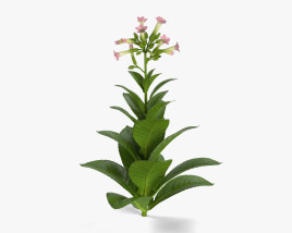 Tobacco Plant 3D model