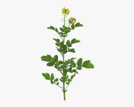 Planta de mostarda Modelo 3d