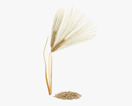 Barley 3D model