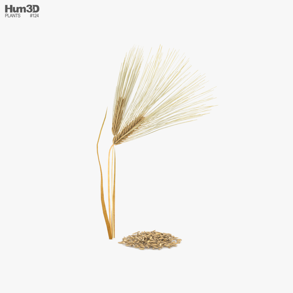 Barley 3D model