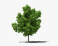 Avocado Tree 3d model