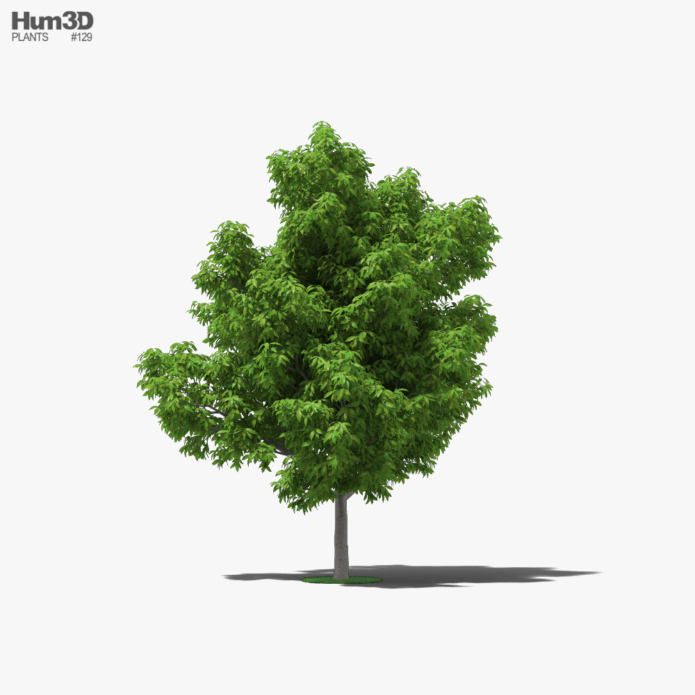 Avocado Tree 3d model